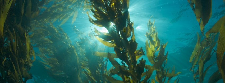SeaQuarius Sea Kelp