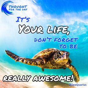 SeaQuarius awesome turtle 