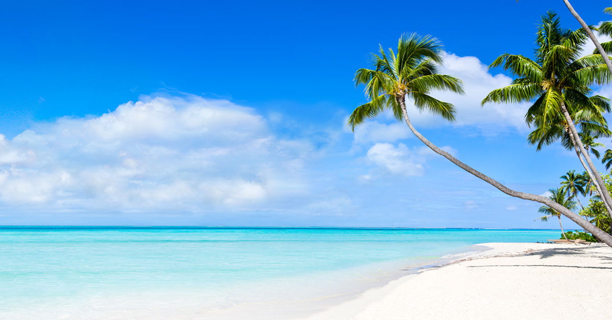 Beach palm trees sand