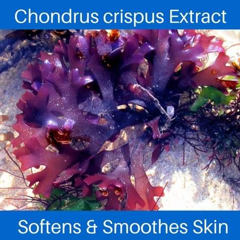Anti Aging Facial Cream - The Sea Cream - Ocean Rich Skin Nutrition