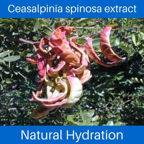Anti Aging Facial Serum - The Sea Serum - Collagen Support Formula