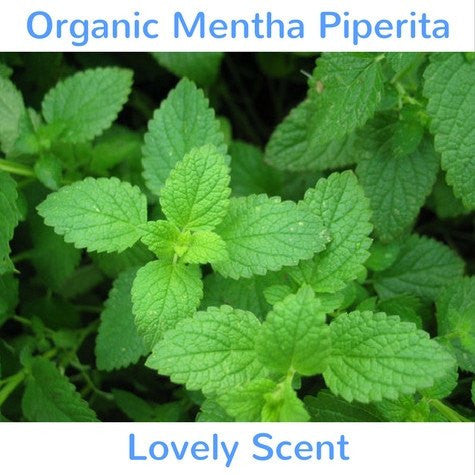 Pearl & Pumice Exfoliator Organic Mentha Piperita